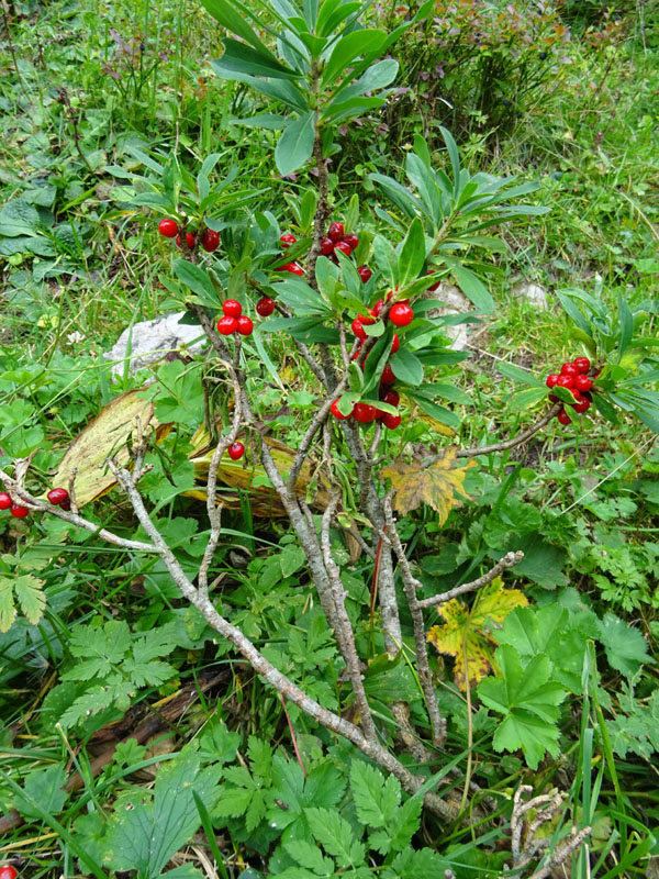 Daphne mezereum / Mezereo, fior di stecco